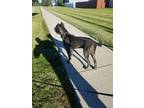 Adopt REX a Gray/Blue/Silver/Salt & Pepper Cane Corso / Mixed dog in