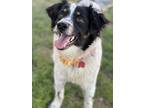 Adopt Paisley a Tricolor (Tan/Brown & Black & White) Border Collie / Australian