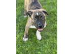 Adopt Dillinger a Brindle Catahoula Leopard Dog / American Staffordshire Terrier
