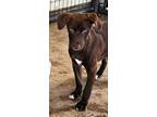 Adopt Guppy a Brown/Chocolate - with White Labrador Retriever / Border Collie /