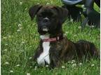 Adopt Missy a Brindle Boxer / Mixed dog in Westminster, MD (41539183)