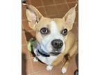 Adopt Bunnie a Tan/Yellow/Fawn - with White Boxer / Mixed dog in Encinitas