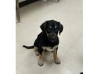 Adopt Randy a Gray/Blue/Silver/Salt & Pepper Black Mouth Cur / Labrador