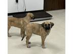 Adopt Cari a Gray/Blue/Silver/Salt & Pepper Black Mouth Cur / Labrador Retriever