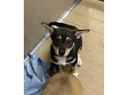 Adopt Landon a Black Australian Cattle Dog / Australian Shepherd dog in