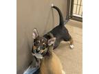 Adopt Lux a Black Australian Cattle Dog / Australian Shepherd dog in Granbury