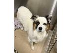 Adopt Zane a White Australian Shepherd / Great Pyrenees dog in Granbury