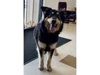 Adopt Miss Molly a Black Australian Shepherd / Shepherd (Unknown Type) dog in