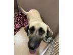 Adopt Lola a Gray/Blue/Silver/Salt & Pepper Black Mouth Cur / Labrador Retriever