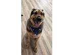 Adopt Goose a Black - with Tan, Yellow or Fawn German Shepherd Dog / Mixed dog