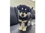 Adopt Meyer a Black - with Tan, Yellow or Fawn Australian Shepherd / Catahoula