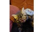 Adopt Bunny a Domestic Shorthair / Mixed (short coat) cat in Carthage