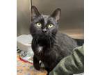 Adopt Peep a Domestic Shorthair / Mixed (short coat) cat in Carthage