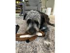Adopt Wilson a Gray/Silver/Salt & Pepper - with Black Schnauzer (Giant) / Mixed