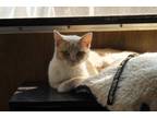 Adopt Betty a Spotted Tabby/Leopard Spotted American Curl / Mixed (short coat)