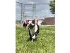 Meatball Boston Terrier Adult Male