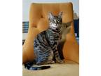 Adopt Fernando a Brown Tabby Domestic Shorthair / Mixed (short coat) cat in