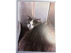 Adopt Wedge a Manx / Mixed (short coat) cat in Maumelle, AR (41527295)