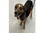 Adopt CAMDEN a Australian Cattle Dog / Mixed Breed (Medium) / Mixed dog in