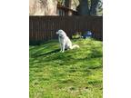 Adopt Emma a Great Pyrenees / Mixed dog in Neosho, MO (41539044)