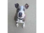 Adopt Kiyoma a American Pit Bull Terrier / Mixed Breed (Medium) / Mixed dog in