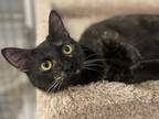 Adopt Fennel a Domestic Shorthair / Mixed (short coat) cat in Neosho
