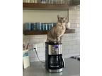 Adopt Lilly a Gray, Blue or Silver Tabby Siamese / Mixed (short coat) cat in