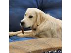 Adopt Jack (Courtesy Post) a White - with Tan, Yellow or Fawn Golden Retriever /