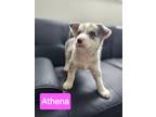 Adopt Athena a Gray/Silver/Salt & Pepper - with White Australian Shepherd /