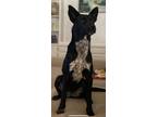 Adopt Patrice a Black Mutt / Mixed dog in Del Rio, TX (41539035)