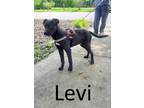 Adopt Levi a Black Terrier (Unknown Type, Medium) / Labrador Retriever / Mixed