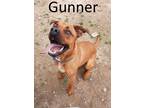 Adopt Gunner a Red/Golden/Orange/Chestnut - with White Boxer / Cane Corso /