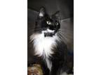 Adopt Putty a All Black Domestic Mediumhair cat in Johnstown, PA (41538747)