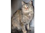 Adopt Callie a Brown or Chocolate Domestic Longhair cat in Johnstown