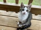 Adopt Tess a Brown or Chocolate (Mostly) Domestic Shorthair / Mixed (short coat)