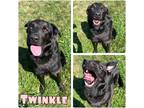 Adopt Twinkle a Labrador Retriever / Mixed dog in Pierceton, IN (41485746)