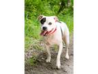 Adopt Patches a White - with Black American Staffordshire Terrier / Mixed dog in