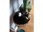 Adopt Cowboy a Black & White or Tuxedo American Shorthair / Mixed (short coat)
