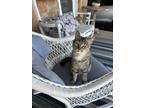Adopt “Jaz” Jasmine a Gray, Blue or Silver Tabby Domestic Shorthair / Mixed
