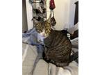 Adopt Pixie Dust a Brown Tabby Domestic Shorthair / Mixed cat in Sicklerville