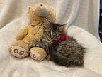Eva Maine Coon Kitten Female
