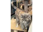 Adopt Honey a Tortoiseshell Domestic Shorthair / Mixed (short coat) cat in