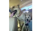 Adopt Rusty a Tan/Yellow/Fawn - with White Akita / Husky / Mixed dog in