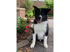Adopt Echo a Alaskan Malamute / Mixed dog in Cornwall, ON (41538380)