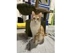 Adopt Gingercat and Maxine a Cream or Ivory Domestic Shorthair (short coat) cat