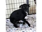 Adopt Minnow a Black - with White Labrador Retriever / Boxer / Mixed dog in