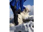 Adopt Sebastian a White - with Brown or Chocolate Great Pyrenees / Komondor /