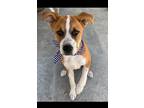 Adopt Caleb a Red/Golden/Orange/Chestnut - with White Boxer / Australian