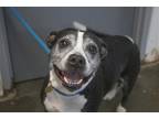 Adopt Beasley a Boxer / Mixed dog in Mountain Home, AR (41499432)