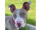 Adopt Rambo a American Pit Bull Terrier / Mixed dog in Golden, CO (41538347)